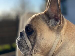 Edie side profile