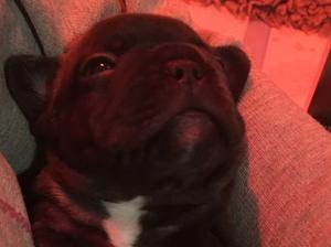Brindle boy Riley