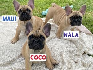Our keepers Maui and Coco with Nala