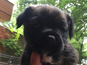 Marvelmite Ginny Bear