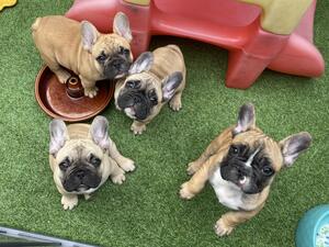 The Mini Mites