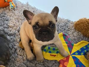 Fawn girl at 5 weeks who is available.