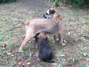 Ruby with pup from 1st litter