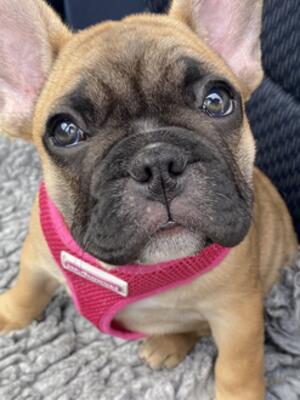 Girl- Nala
