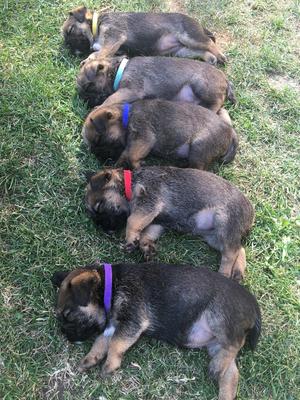 sleepy pups after a play in the garden