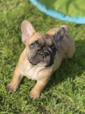 Girl- Nala