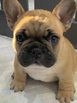 Frankie