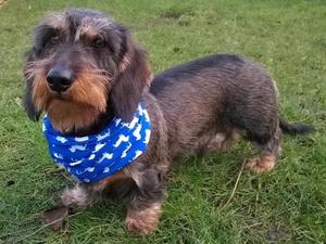 Dad Brokk in his bandana