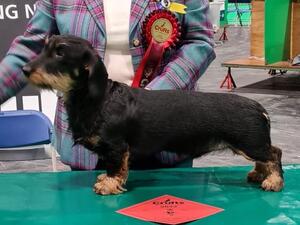 Crufts 2022