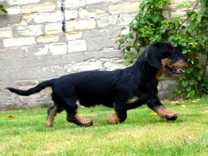 Excellent stride