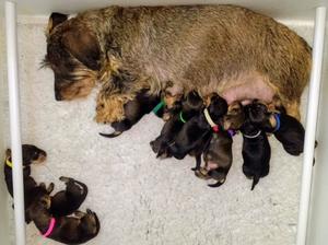 Litter of ten just one week old