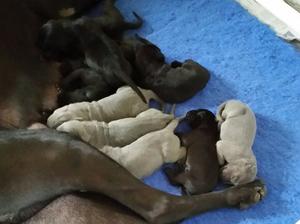 1 week old