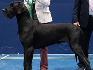 Champion Danemoor Black Watche for Sarawen