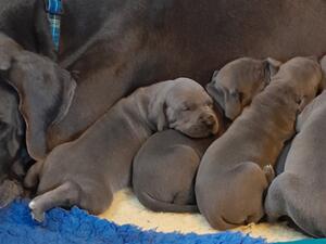 3 weeks