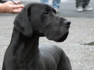 Danemoor Black Prince - Lovely head study