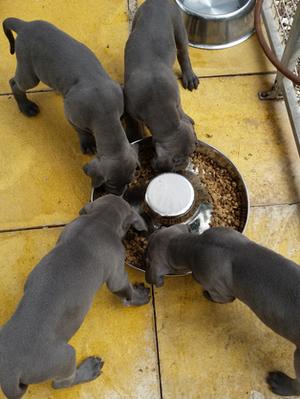 6 weeks and hungry