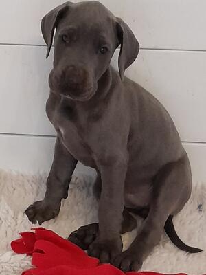 6 wks