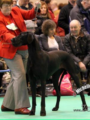 Crufts 2013