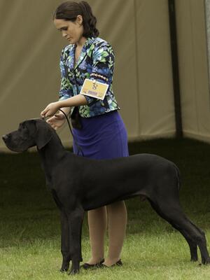 6 Mths at Great Dane Club Ch Show