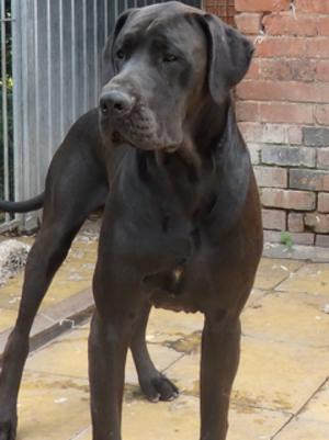 Ragnar at 18 months