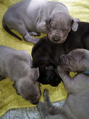4 weeks old
