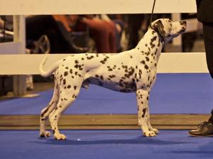 @10 months winning best puppy dog at LKA show.