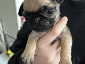Female puppy