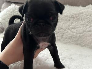 Male puppy