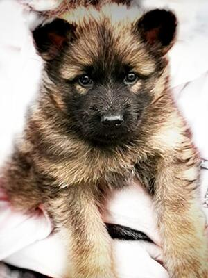 Short Coat Sable Girl