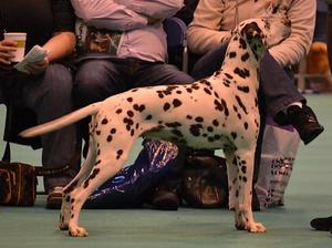 Marricdale The Gold Digger of Dalamanti Crufts '13