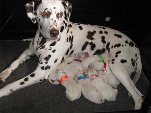 Chelsea and her newborns