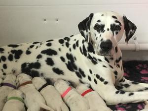 Mother and her puppies