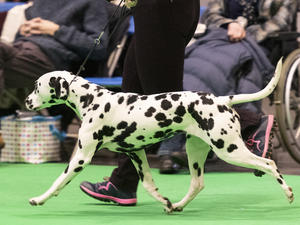 Calli at Crufts 8 months