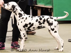 Calli at 8 months