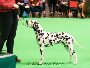Cooper winning his class at Crufts