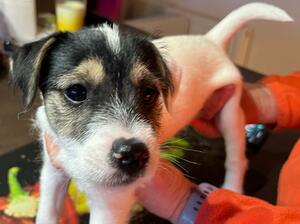 Male pup Kaz