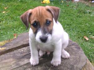 Male pup face view