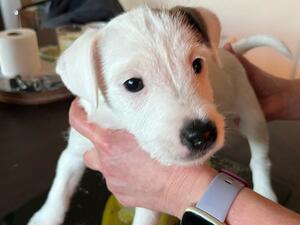 Male pup ryan