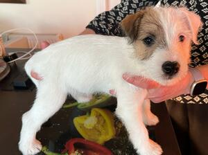 Male pup Buzz