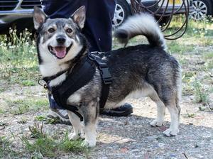 In his Trailing Harness