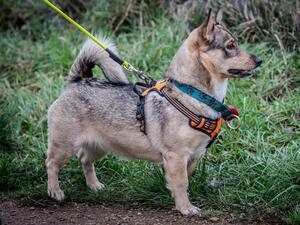 Inga in her Search Harness