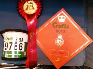 Crufts 1st Puppy Dog