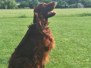 'Teddy', 22 months