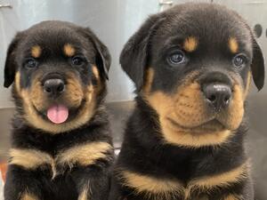 2 boys - green and blue collars