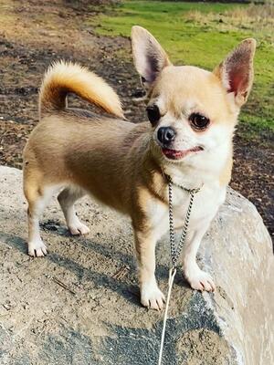 UK Ch Jahneemahs Along Came Polly JW ( 5CC 3RCC)