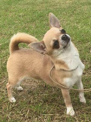 UK Ch Jahneemahs Along Came Polly JW ( 5CC 3RCC)