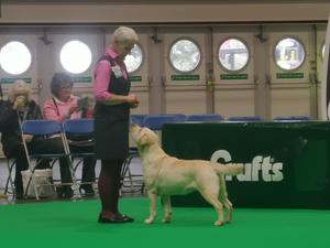 4th place in a class of 25 at Cruft 2019