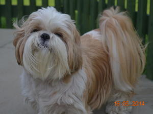 Holly, Warathwaite Princess