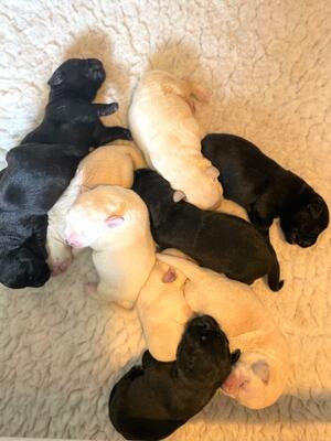 Picture of Lilly's puppies at one week.