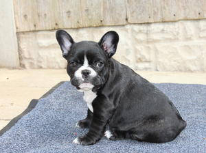 Brindle Girl